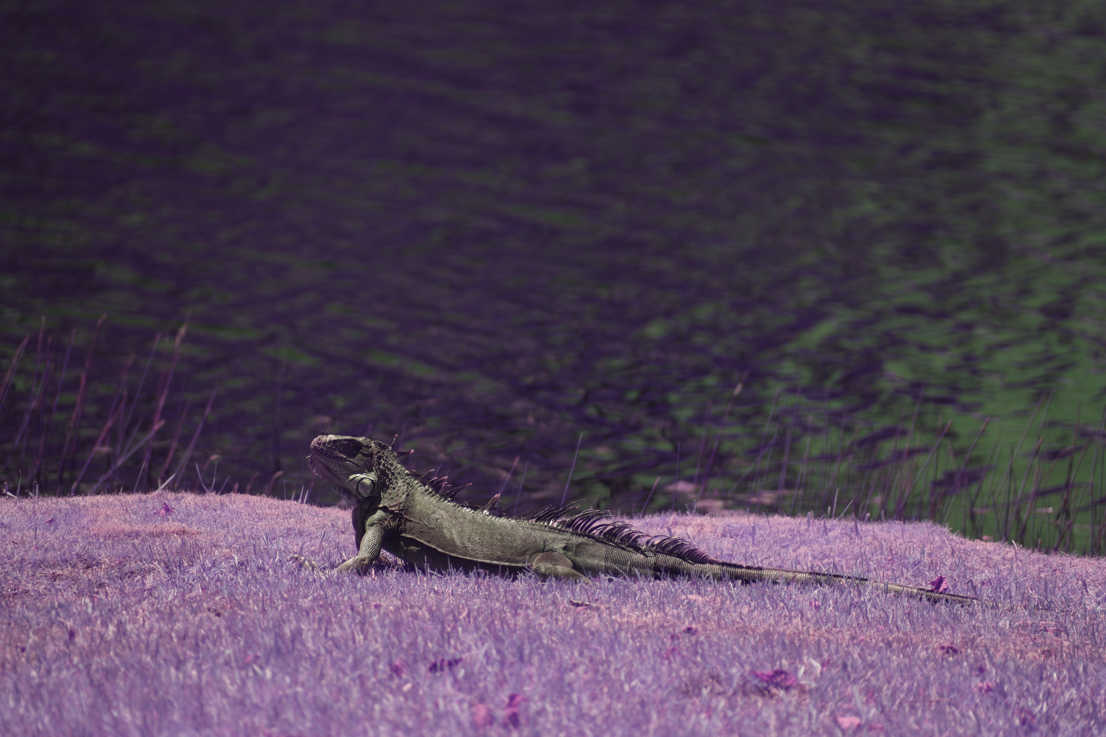 a green iguana on pink grass in front of water