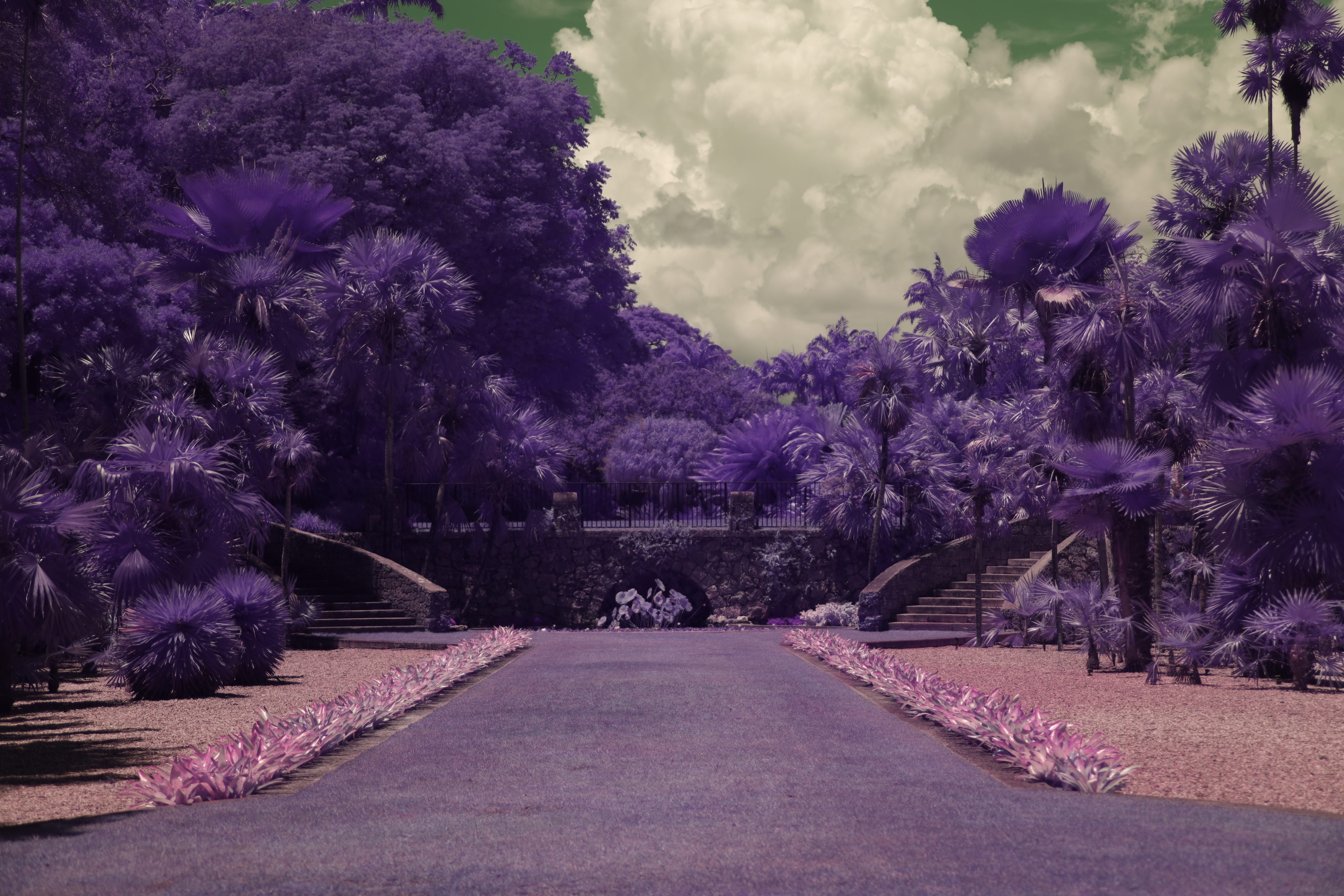 a straight aisle of greyish grass lined with pink plants, rocks, and flanked by deep purple trees under a green sky