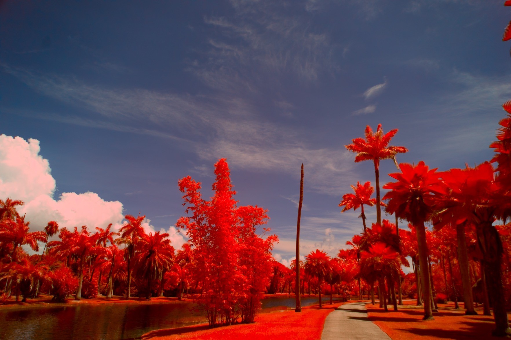 tropical trees on grass past a sidewalk near a small lake on a sunny day; the photo is aerochrome infrared style, with red foliage, a grey sidewalk, pink-tinged clouds, but a blue sky
the sky is kind of a deep purple, and the trees are kind of flat, devoid of highlights
