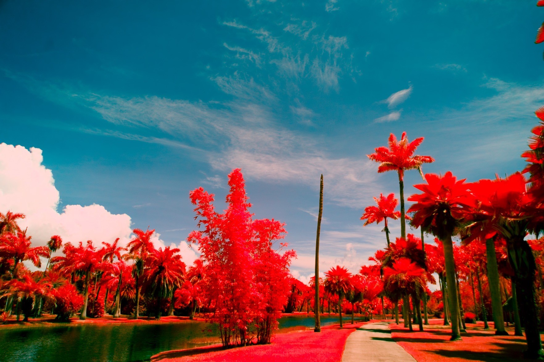 tropical trees on grass past a sidewalk near a small lake on a sunny day; the photo is aerochrome infrared style, with red foliage, a grey sidewalk, pink-tinged clouds, but a blue sky
the sky is bluish-green and the foliage seems particularly hot