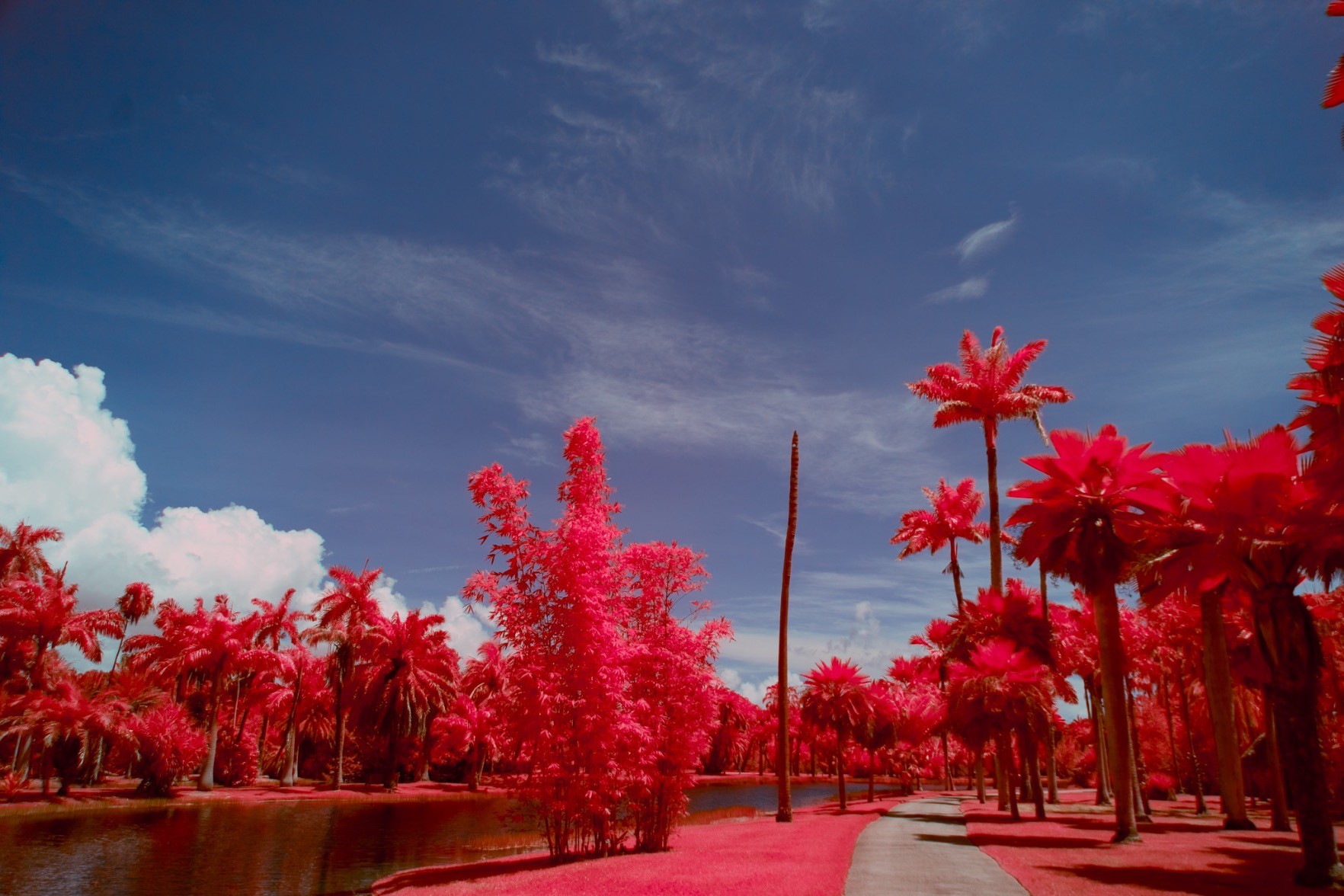 tropical trees on grass past a sidewalk near a small lake on a sunny day; the photo is aerochrome infrared style, with red foliage, a grey sidewalk, pink-tinged clouds, but a blue sky
the sky has a bit of a purple tinge and the trees have pink highlights
