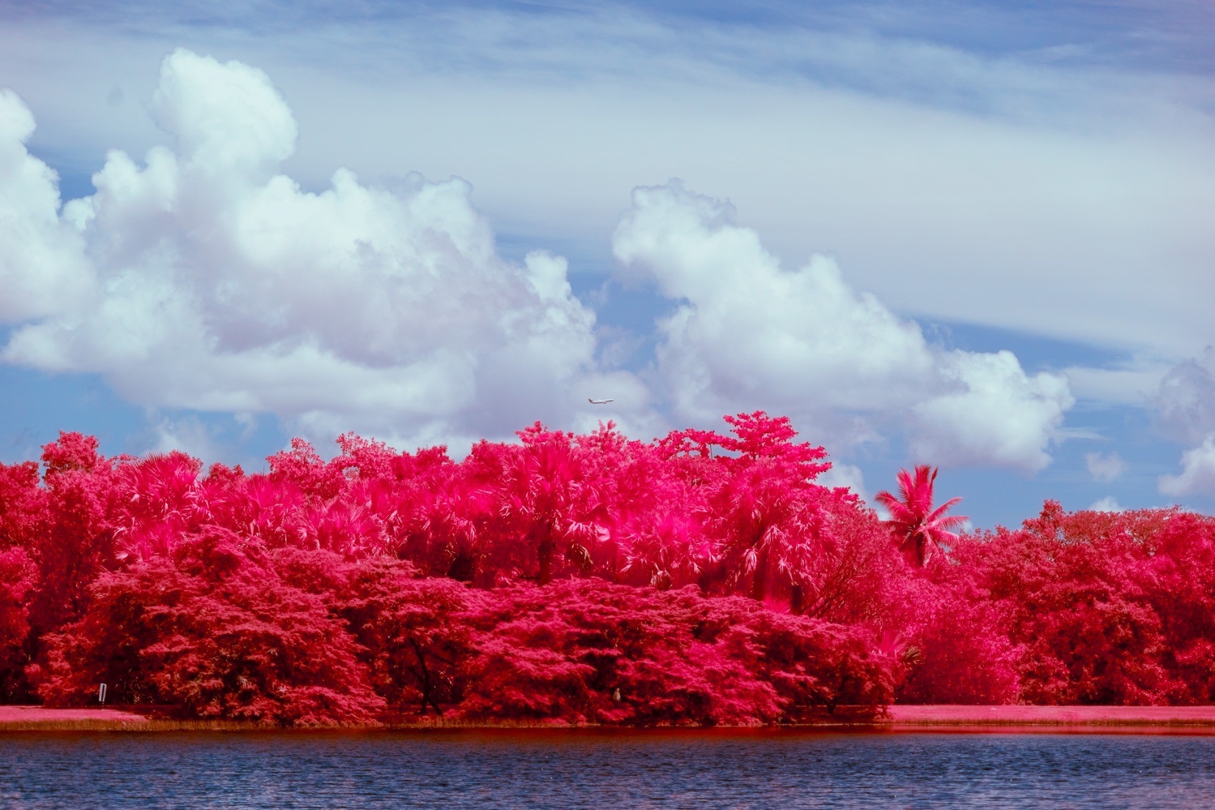 a commercial jet seemingly just above a thicket of red trees, between fluffy white clouds in a blue sky, and a pond reflecting the blue sky