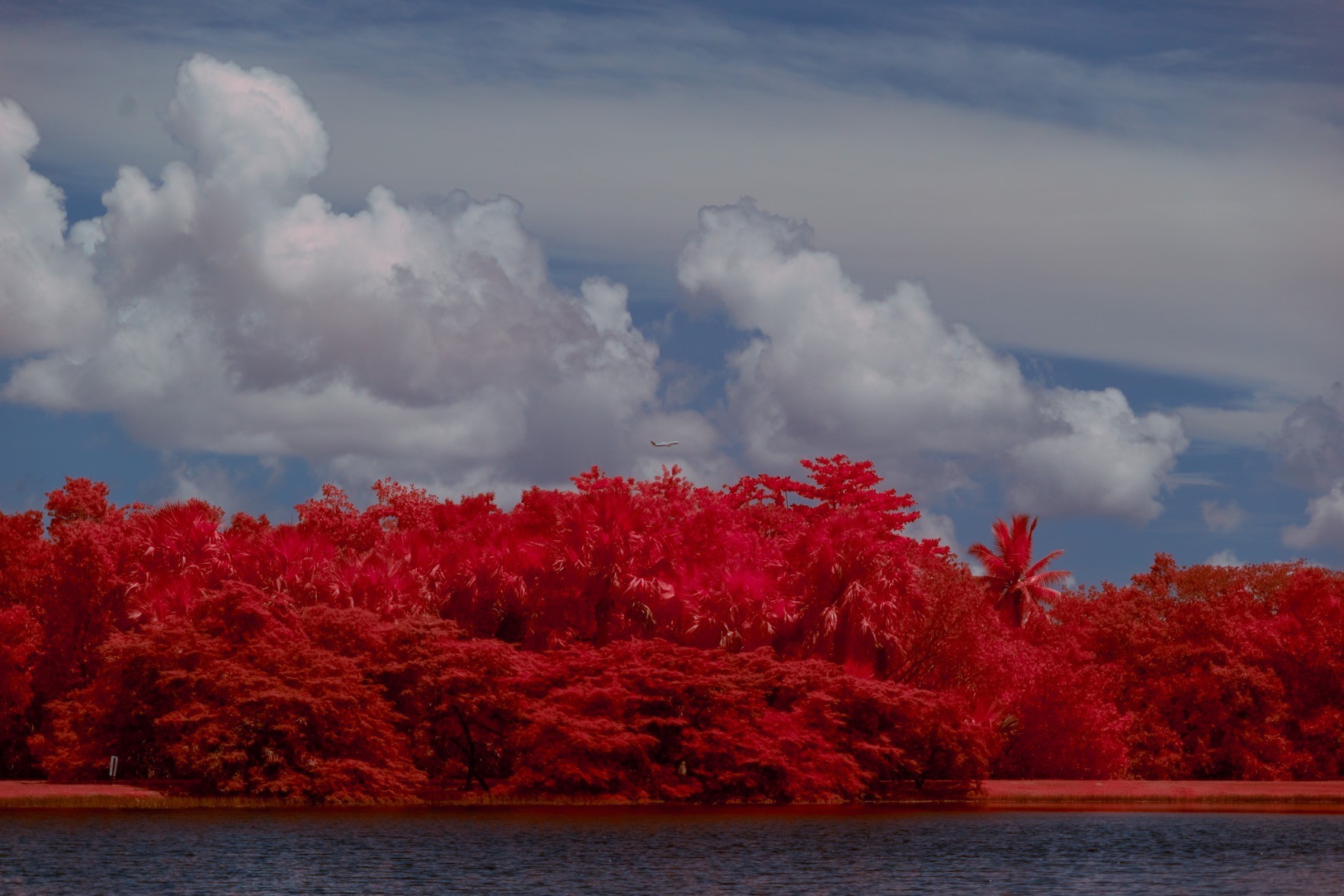 a commercial jet seemingly just above a thicket of red trees, between fluffy white clouds in a blue sky, and a pond reflecting the blue sky
this picture is noticeably dim