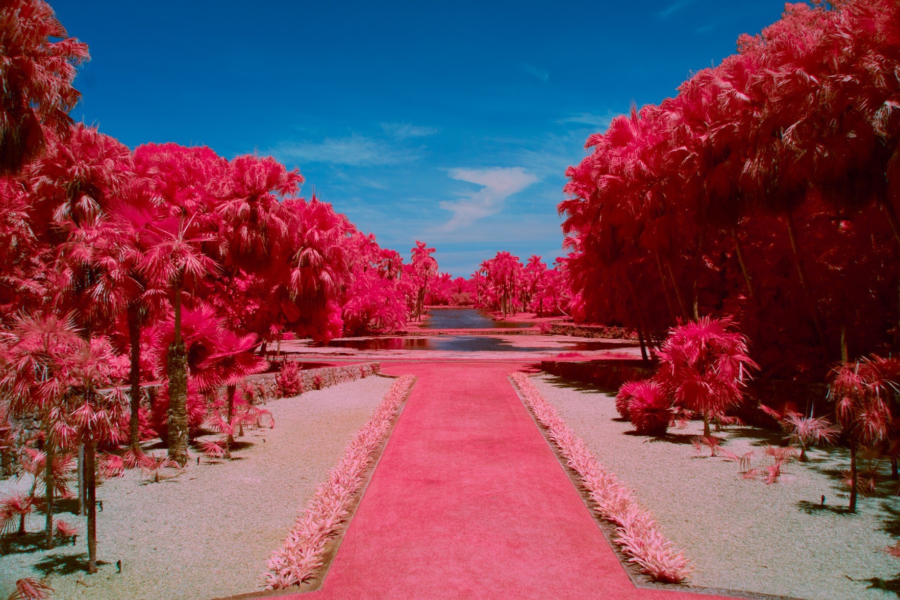 under a blue sky, trees deep red in shadow and with pastel pink highlights in sun, above greenish white patches of something lining a red grassy aisle towards blue water
it's bright and vivid when not noticeably pastel