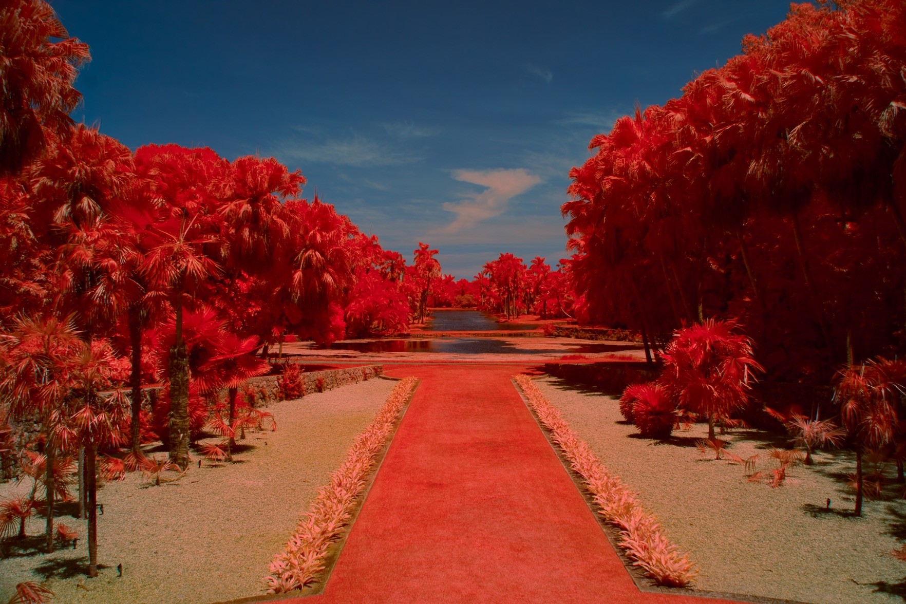 under a blue sky, trees deep red in shadow and with pastel pink highlights in sun, above yellowish white patches of something lining a red grassy aisle towards blue water
it's kinda dim, only the sky and trees are vivid
